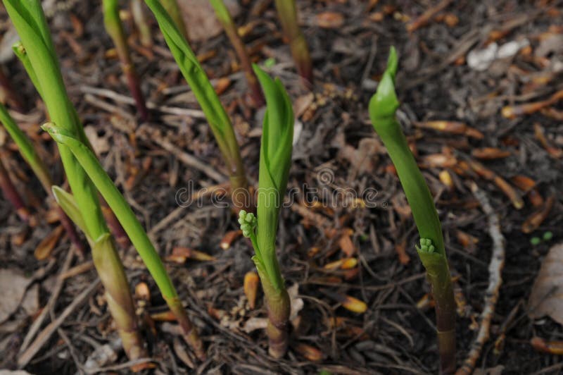 Spring Lily Sprouts Growing Out from the Ground Stock Photo Image of