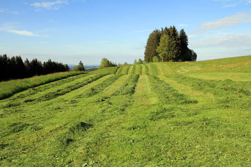 In the spring stock photo