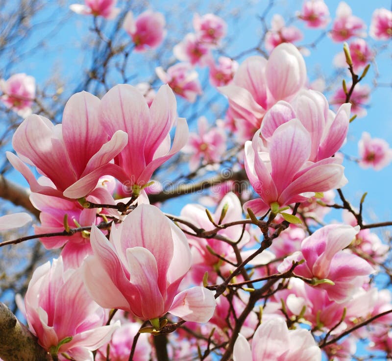 Spring magnolia royalty free stock image