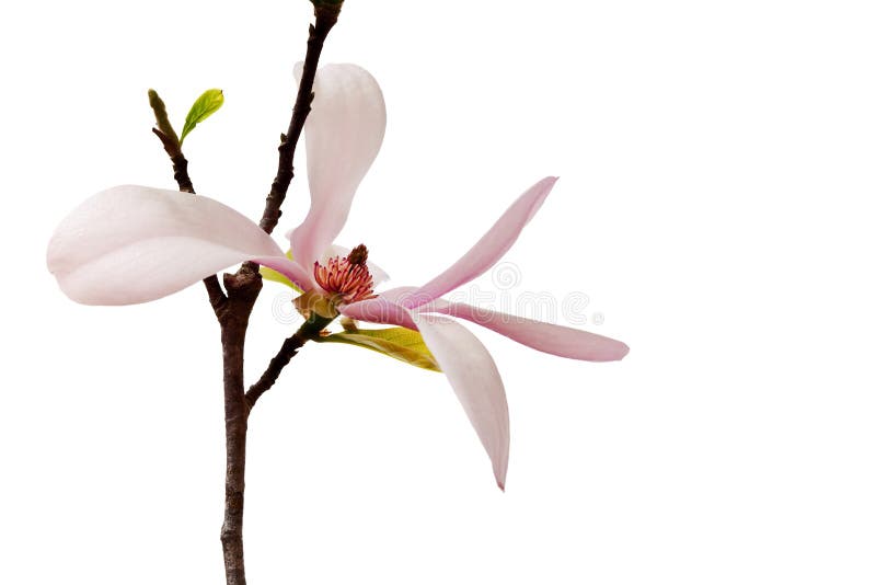 Spring Magnolia Blossom isolated on a pure white background