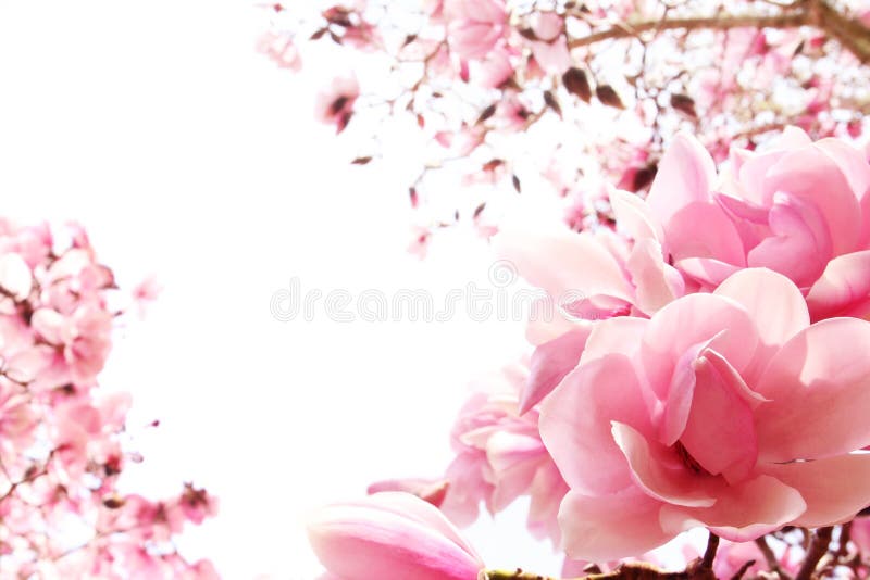 Spring magnolia tree in bloom