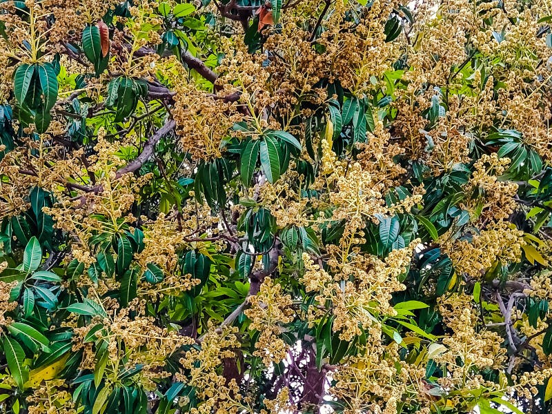 Mangifera Indica Commonly Known As Mango. a Shot of Fruit Bearing Tree