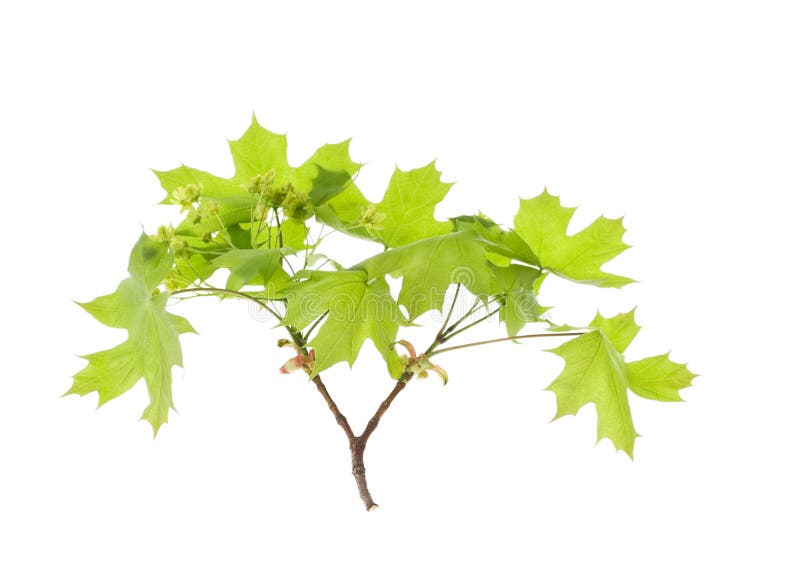 Spring maple leaves