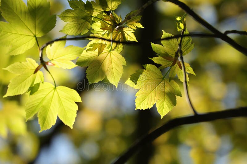 spring maple leaves in the forest close up of sycamore leaf backlit by morning sun april