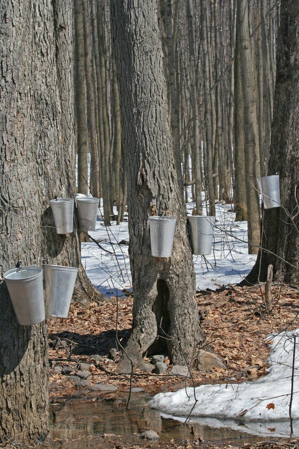 Spring, Maple Syrup Season. Stock Image Image of erable, drop 4981943