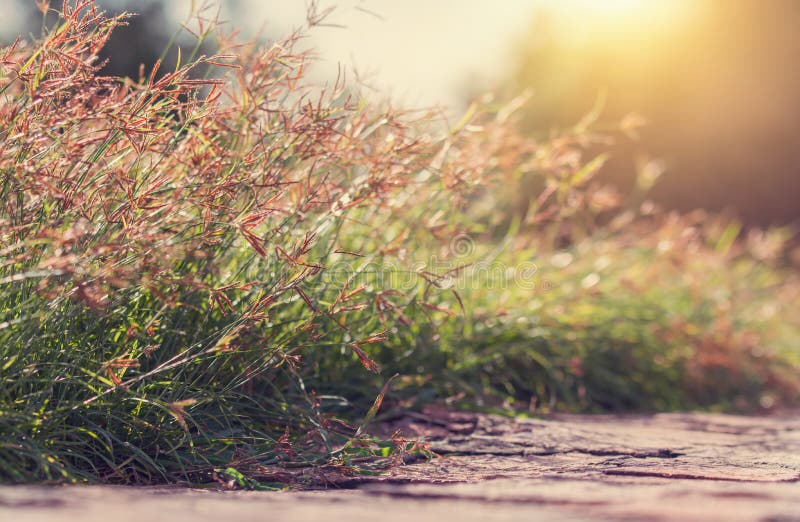 Spring meadow beautiful fresh morning in soft warm light. Vintage autumn landscape blurry nature background.