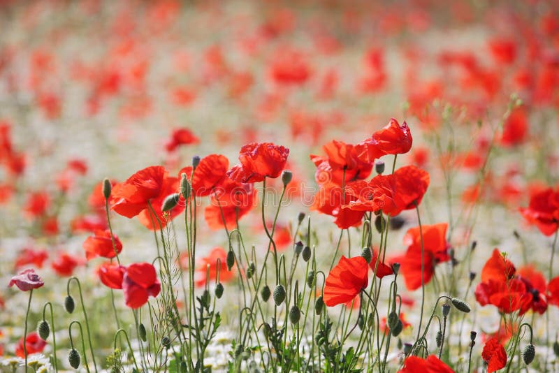 Meadow with blossoming poppy and daisies