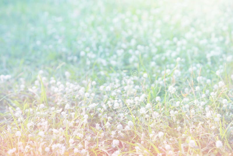 Spring of meadow stock photos