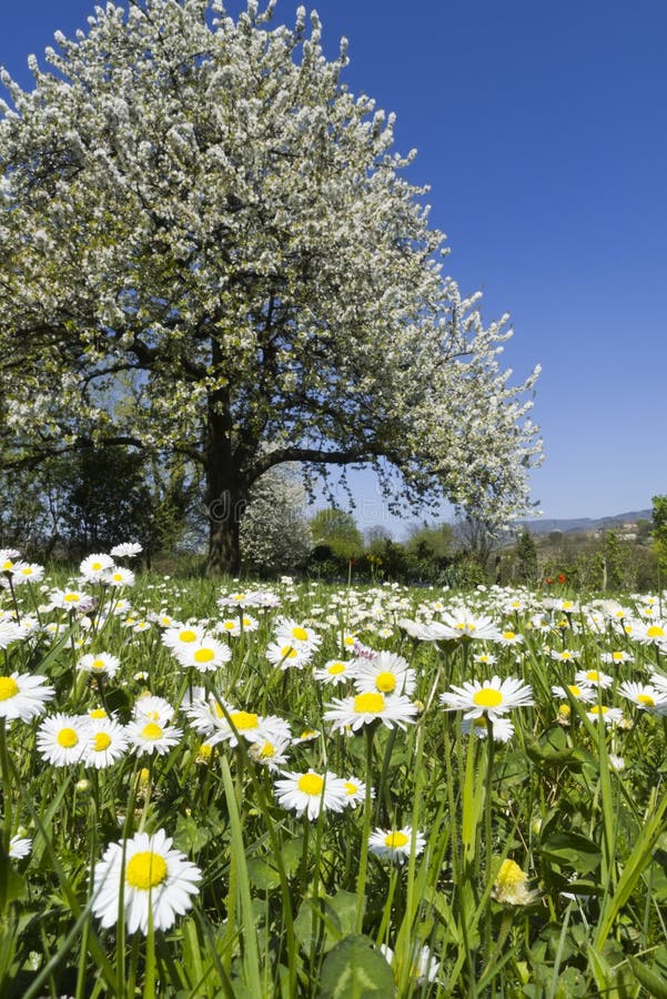 Spring meadow, sunny day royalty free stock photos Spring meadow, sunny day royalty free stock photos