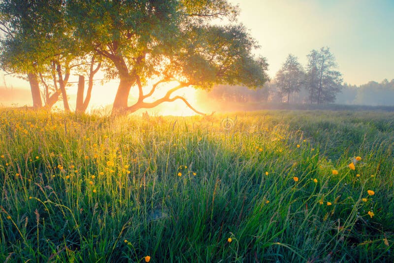 Spring meadow. Spring sunny landscape.