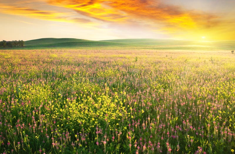 Spring meadow of violet flower