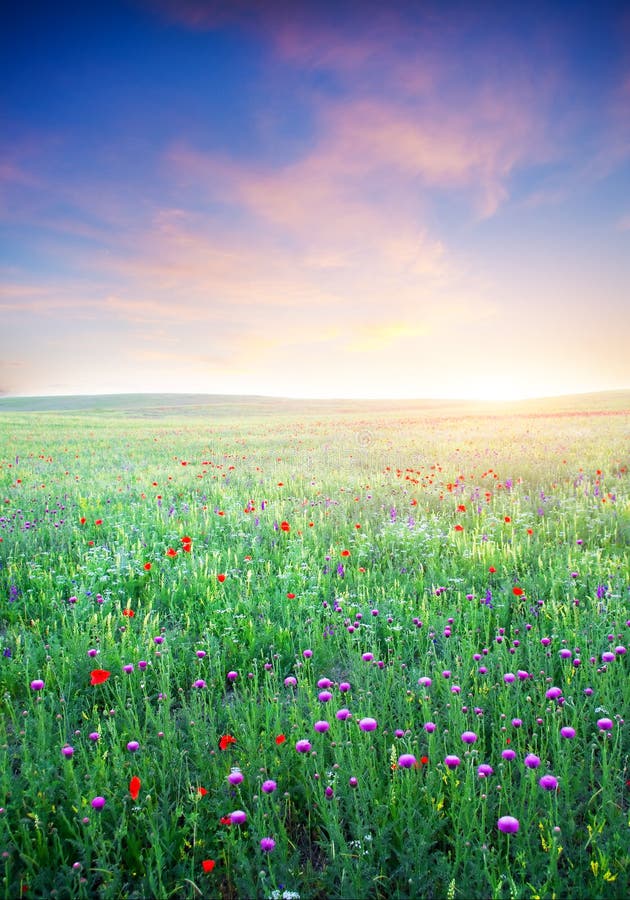 Spring meadow of violet flower.