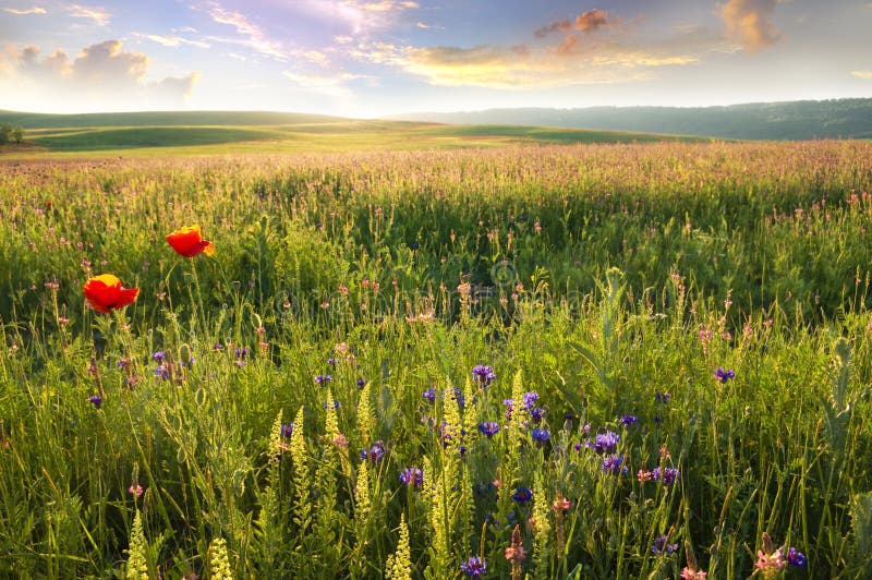 Spring meadow of violet flower.