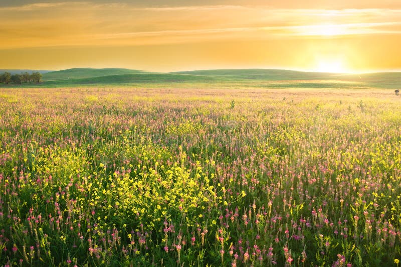 Spring meadow of violet flower.