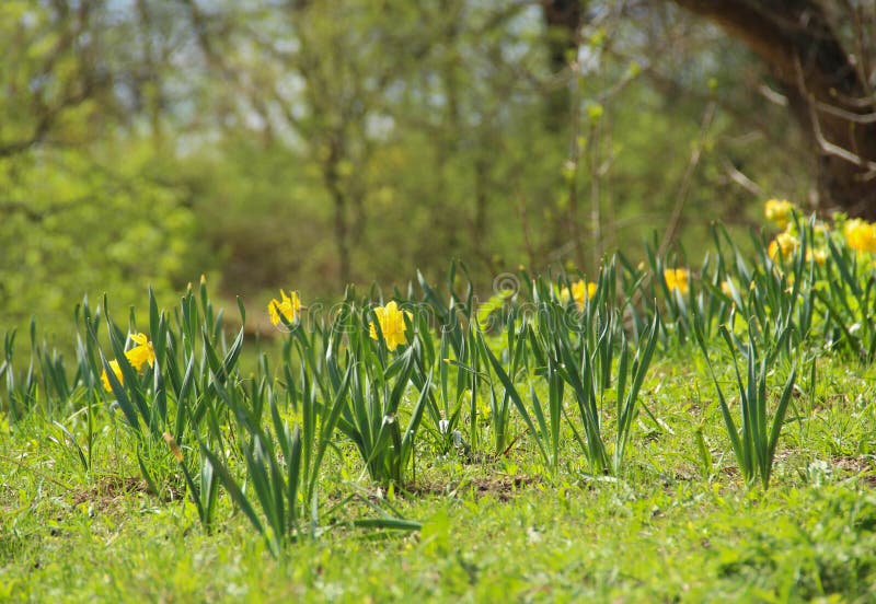 Spring Meadow with Yellow Daffodils Stock Image - Image of meadow ...