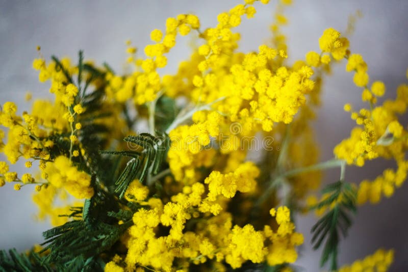 Spring Mimosa Flowers, Close Up of Bouquet Stock Image Image of