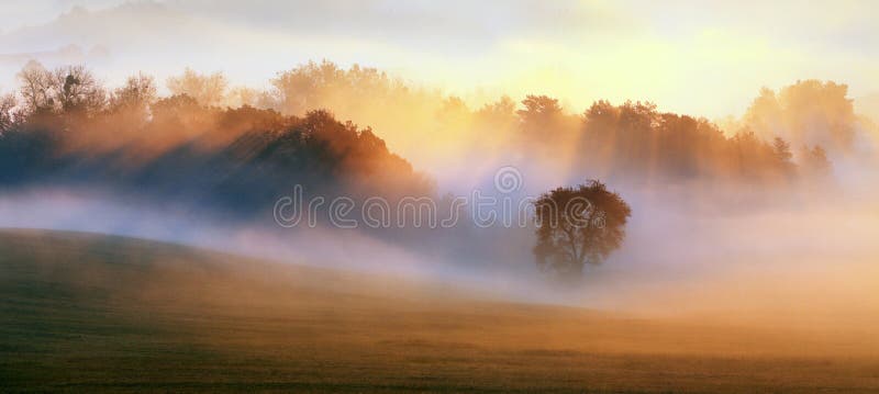 Spring Mist, trees are wet, damp fog of forest