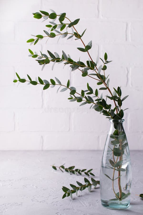 Spring with morden herbal branches of eucalyptus in glass vase on light background.