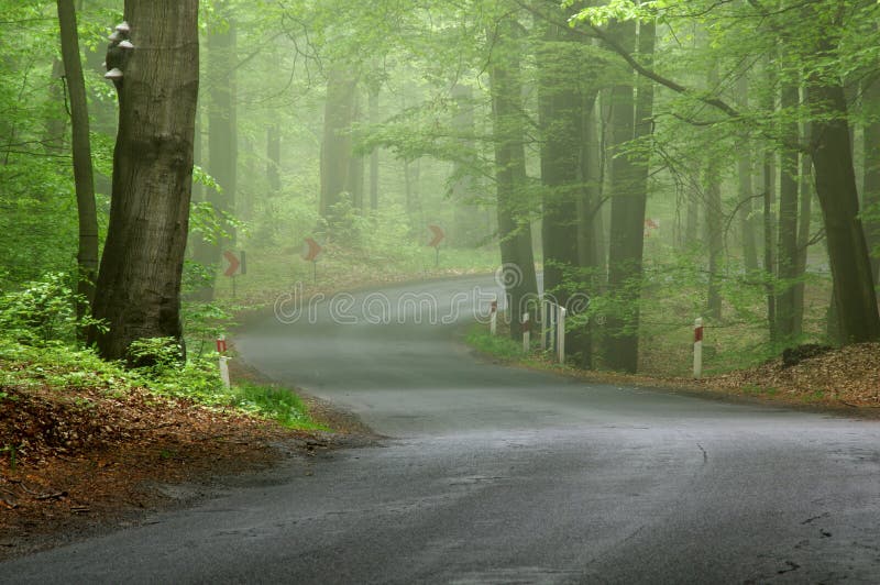 Spring morning in the forest.