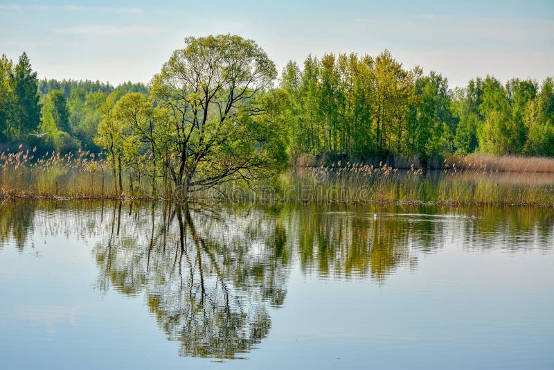 Spring morning on the lake. Russia. Leningrad region stock photography