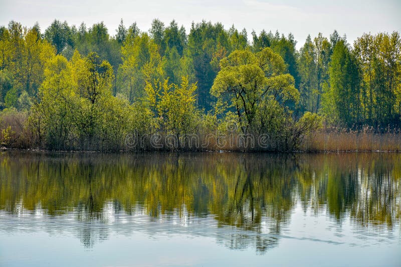 Spring morning on the lake. Russia. Leningrad region royalty free stock photo