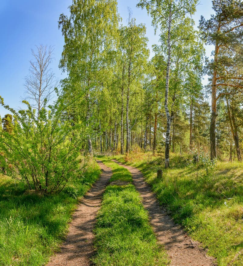 Spring morning on the lake. Russia. Leningrad region royalty free stock image