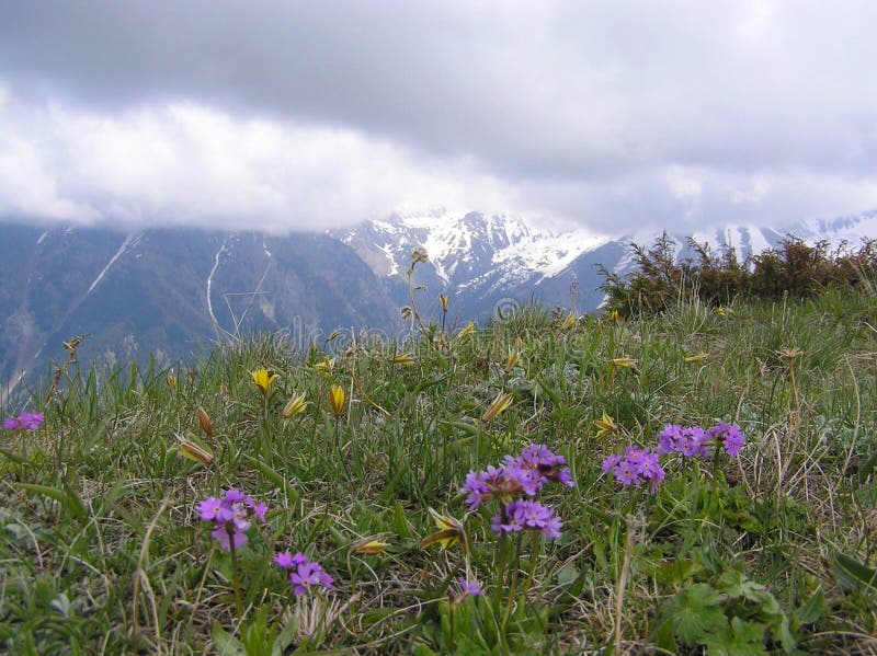 Spring Mountain Flowers On A Background Of Snowy Mountains Stock Image