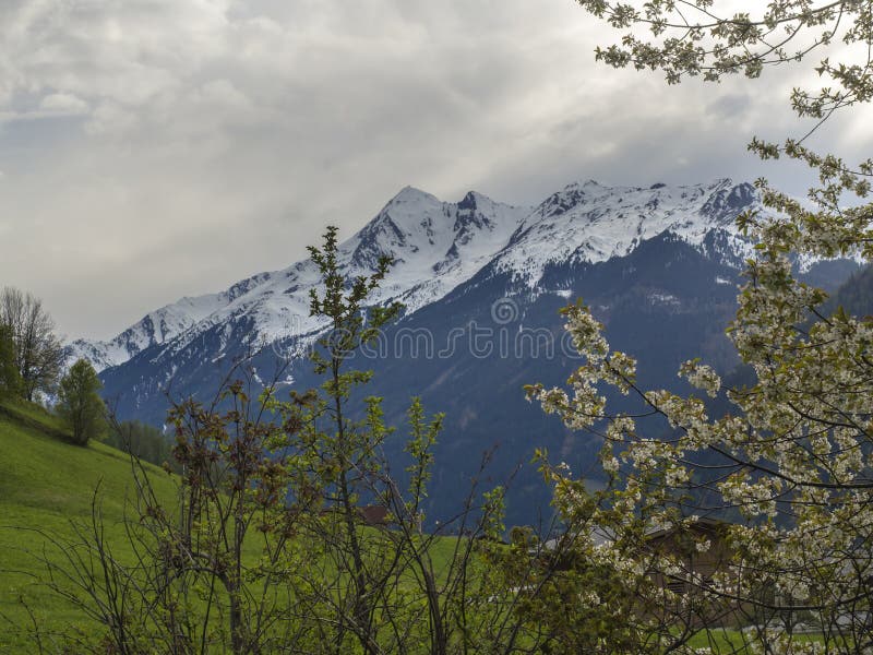 Spring mountain landscape with snow covered alpen mountain peaks and blooming apple tree branches, green meadow in