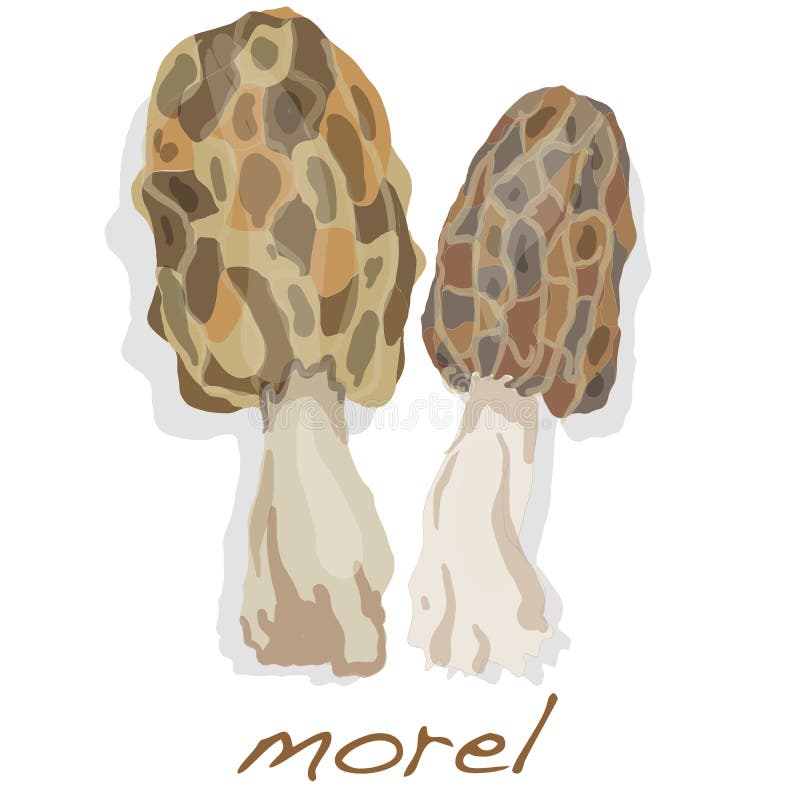 Morel Mushrooms Stock Illustrations 1,667 Morel Mushrooms Stock Illustrations, Vectors