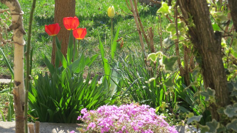 Spring In My Garden Stock Image Image Of Spring Forest 143651615