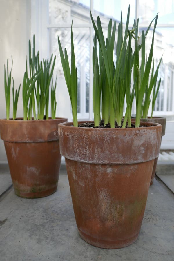 Spring Narcissus Bulbs in Greenhouse Stock Image Image of pots, plant