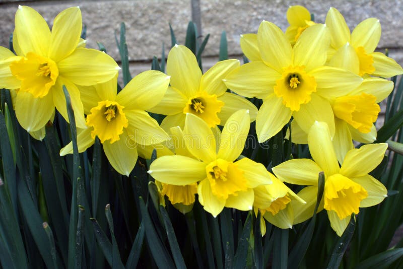 Narcissus Daffodils Bloom in the Flowerbed Stock Photo Image of