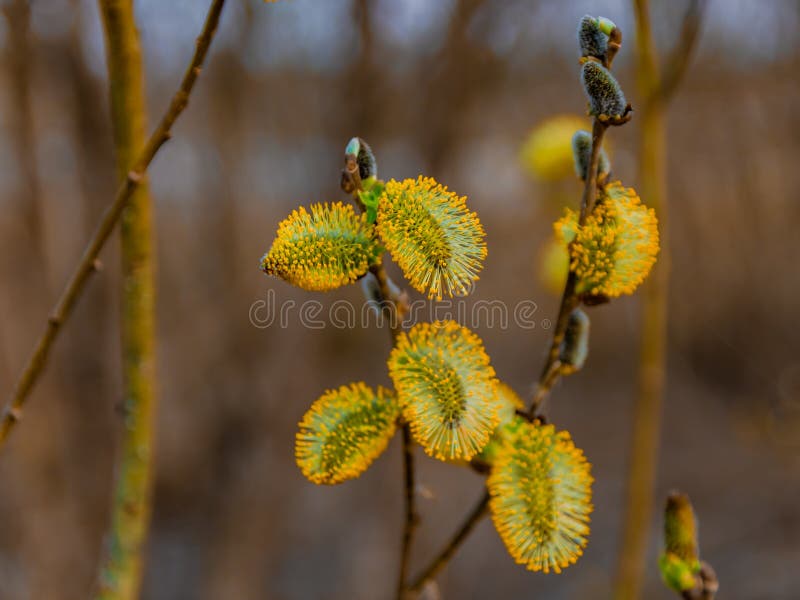 Spring natural background with blooming willow. royalty free stock photo
