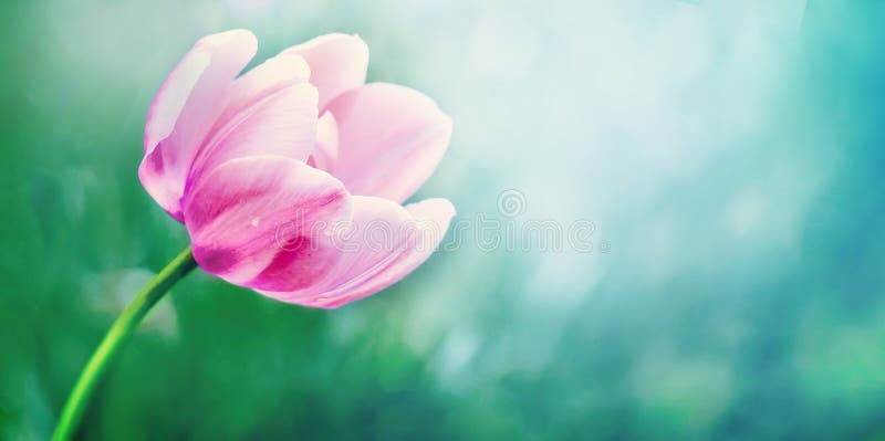 Spring Nature Background with Pink Tulip Flower Stock Image - Image of  macro, copy: 211580305