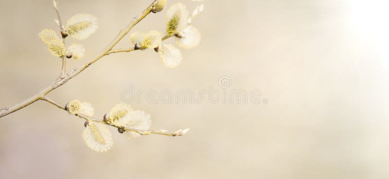 Spring nature background with pussy willow branches