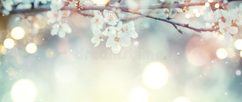 Spring Nature Easter art background with blossom. Beautiful nature scene with blooming flowers tree and sun flare. Sunny day royalty free stock image Spring Nature Easter art background with blossom. Beautiful nature scene with blooming flowers tree and sun flare. Sunny day royalty free stock image