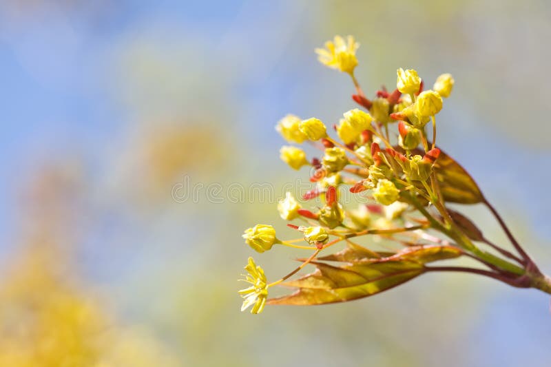 Spring nature landscape with maple tree flowers macro view. fresh leaves against sunlight. soft focus. shallow depth of stock photos Spring nature landscape with maple tree flowers macro view. fresh leaves against sunlight. soft focus. shallow depth of stock photos