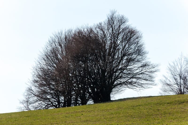 Jarná príroda v skalnom lese obce Vršatec na Slovensku