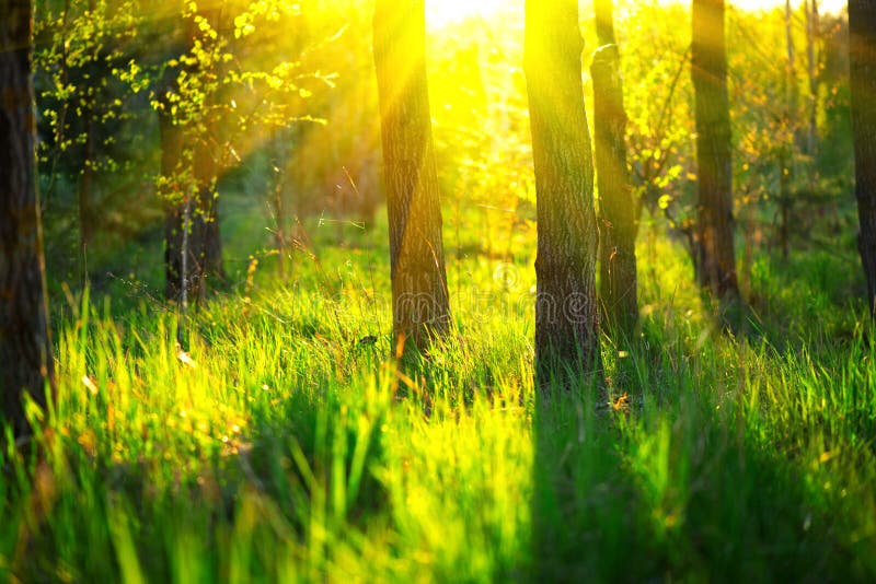 Spring nature. Beautiful landscape. Park with green grass and trees