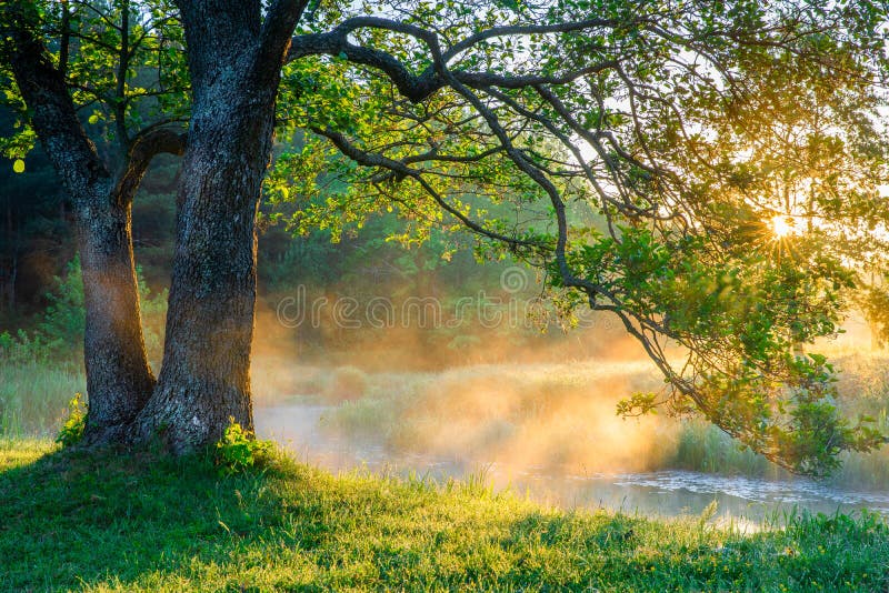 3,335,554 Nature Scene Stock Photos - Free & Royalty-Free Stock Photos from  Dreamstime