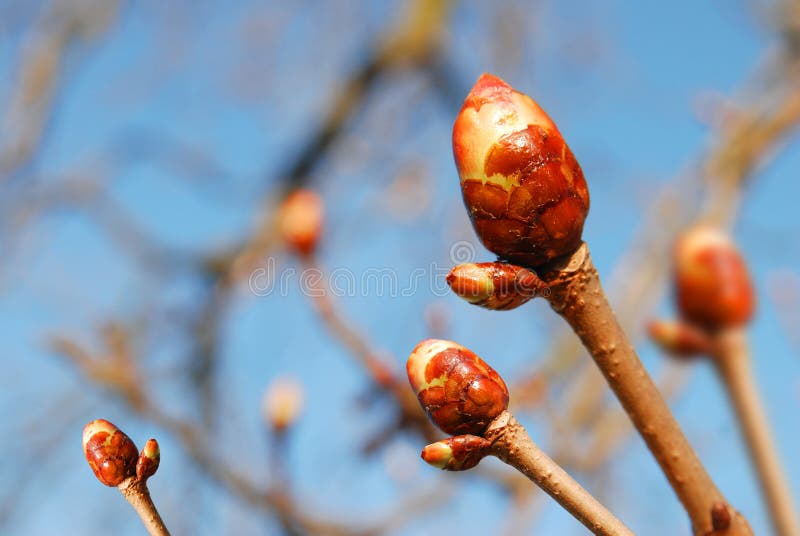 Oak leaf buds stock photo. Image of trees, buds, renewal 747000