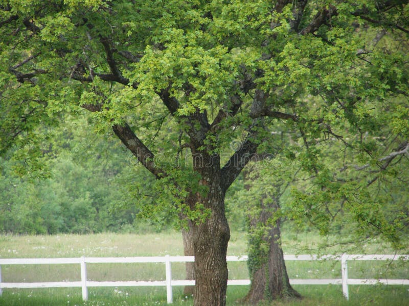 Spring oak trees