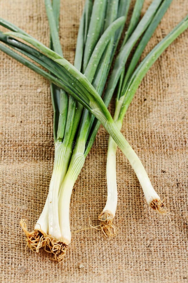 Spring onion