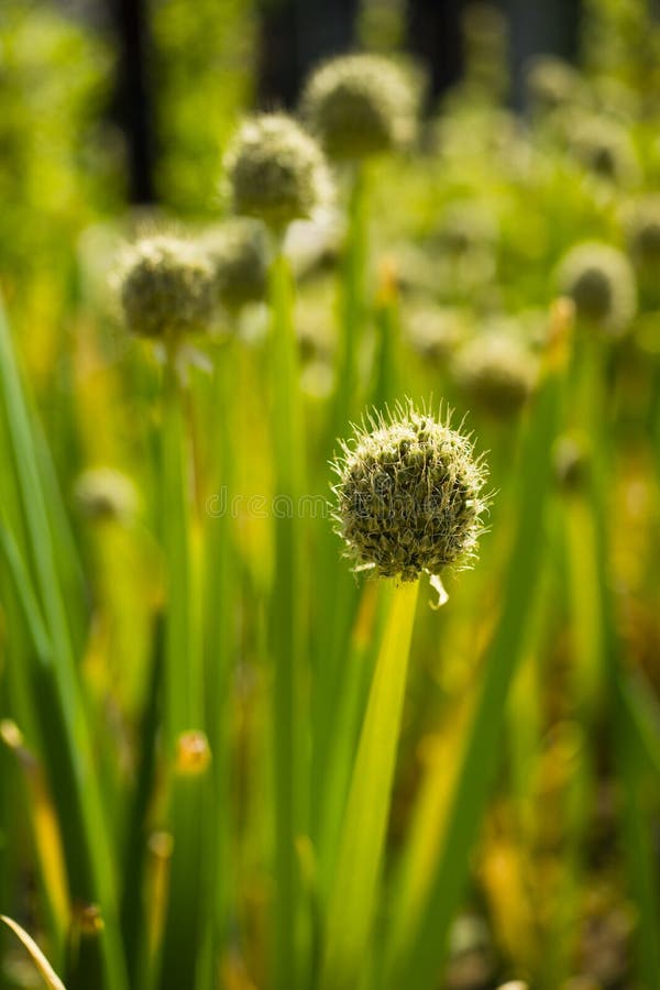 Spring Onion flower stock image. Image of onion, food 43083725