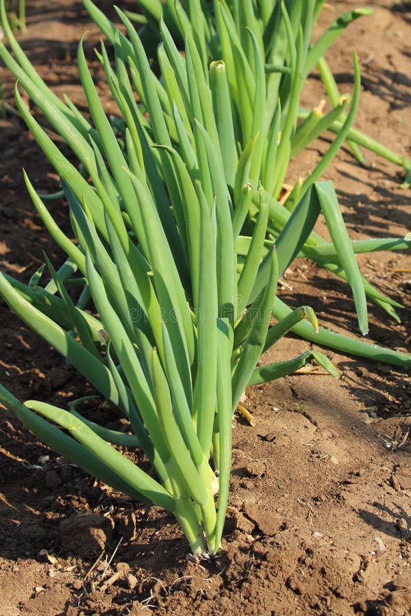 Germination of onions. stock image. Image of garden, care 25066379