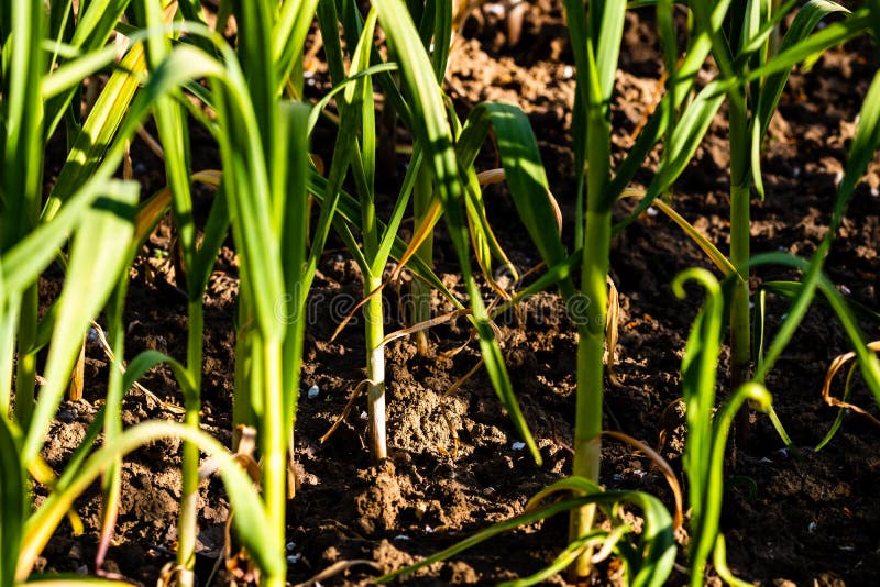 Spring Onions Grown in Vegetable Garden Plots, Organically Grown Onions