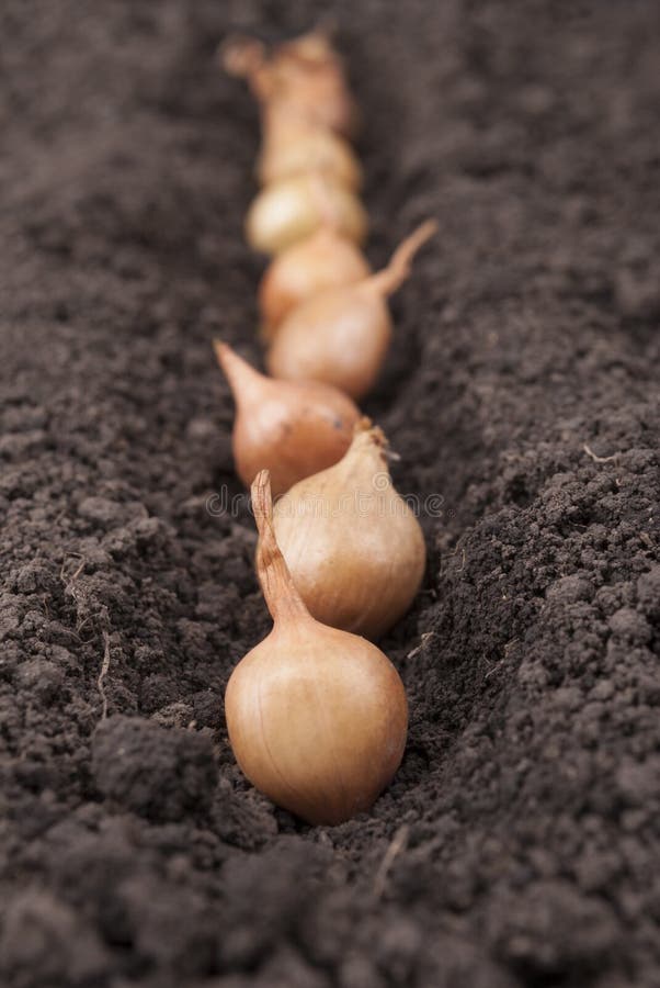 Spring onions in soil. stock image. Image of agriculture 38748147