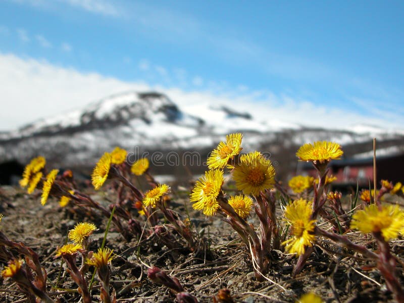 Spring in Oppdal