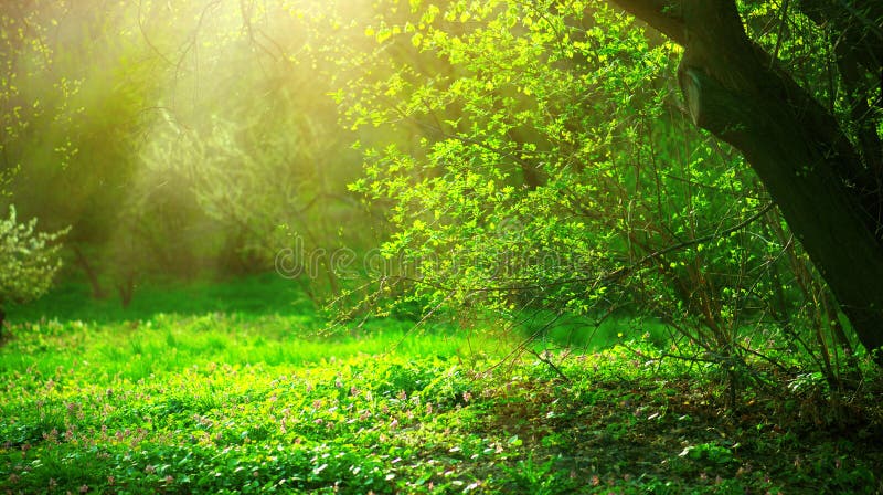 Spring park with green grass and trees stock photo Spring park with green grass and trees stock photo