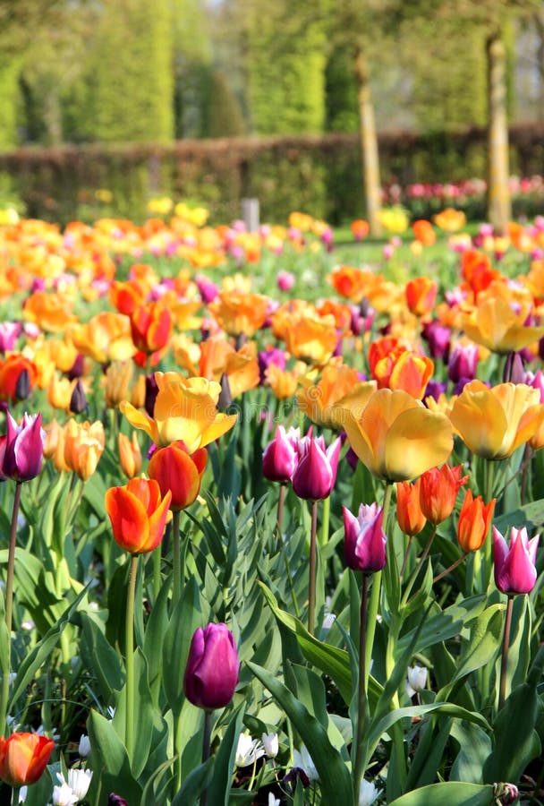 Beautiful spring park with a lot of tulips